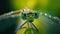 damselfly eyes macro shot ultra realistic greenish color with blur background bokeh camera effect