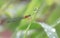 Damselfly insect close up on plant water drop