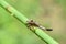 Damselfly larva skin hanging on plant