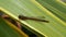 Damselfly on a leaf