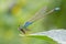 Damselfly on leaf