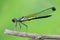 Damselfly on little perch  on green background use as backgrounds or wallpaper, backdrop