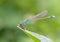 Damselfly on lotus leaf