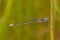 Damselfly Macro