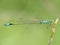 Damselfly perched on a grass