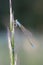 Damselfly on a plant straw