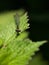 Damselfly portrait on nettle leaf