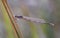 A damselfly rests on a twig in beautiful light