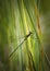 A damselfly sits on the hay