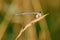 Damselfly sitting on dry grass with a small snail