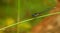 Damselfly sitting on a grass stem