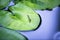 Damselfly stay on a Lotus leaf in the pond