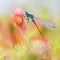 Damselfly stuck in Sundew