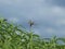 A Damselfly Is About To Begin Laying Her Eggs