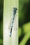 Damson fly on a blade of grren grass