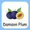Damson Plum Clip Art, Illustration for Kids, Flat design, vector illustration