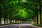 Damyang Metasequoia Road