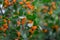 Danae ornamental shrub. orange berries on a branch with green leaves. Autumn background.