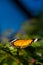 Danaid Eggfly Butterfly