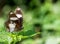 Danaid Eggfly butterfly