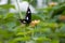 Danaid Eggfly butterfly on colorful lantana flower