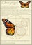 Danaida monarch lat.Danaus plexippus. A series of vector illustrations imitating old sheets from a book about butterflies.