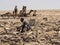 DANAKIL DEPRESSION,  ETHIOPIA, APRIL 29th.2019, The Afars are probably the toughest people in the world. In the Danakil depression