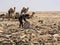 DANAKIL DEPRESSION,  ETHIOPIA, APRIL 29th.2019, The Afars are probably the toughest people in the world. In the Danakil depression