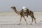 Danakil, Ethiopia, February 22 2015: A Camel transports salt blocks in the hot and inhospitable Danakil desert