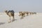 Danakil, Ethiopia, February 22 2015: Camels carry salt blocks in the hot and inhospitable Danakil desert to the next village