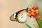 Danaus chrysippus butterfly