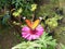 The danaus chrysippus butterfly sucks the flower nectar of zinnia elegans