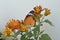 Danaus genutia, the common tiger, common butterflies of India. the brush-footed butterflies family. chrysanthemum flowers.