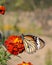 Danaus genutia, the common tiger,is one of the common butterflies of India. It belongs to the Danainae group of the brush footed.