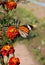 Danaus genutia, the common tiger,is one of the common butterflies of India. It belongs to the Danainae group of the brush footed.