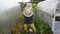 Dance with a hat. A cheerful gardener dances among flowers and greenhouses. The woman is resting in the vegetable garden.