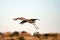 Dance Of The Sandhill Cranes