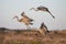 Dance Of The Sandhills