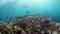 Dance of school of fish on coral reef in sun rays of underwater ocean of Fiji.