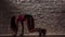 Dance twerk with energetic girl in shorts against a brick wall. Slow motion. Close up