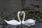 Dance of white swans, dance of love