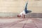 Dancer acrobat handstand dancing break dance, hip hop. Summer city, background wall. Active youth lifestyle, male dancer