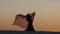 Dancer dancing against the sunset dance the belly dance. Silhouette