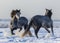 Dancing Andalusian horses. Two Spanish gray stallions playing