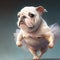 Dancing ballet of cute bull dog with beautiful posture.