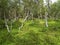 Dancing birches on the Big Solovki island, Russia