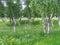 Dancing birches on Solovetsky islands