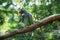 Dancing blue green small parrot on a brank in the green sunlit jungle