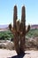 Dancing cacti