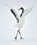 Dancing Crane. The red-crowned crane Sceincific name: Grus japonensis, also called the Japanese crane.